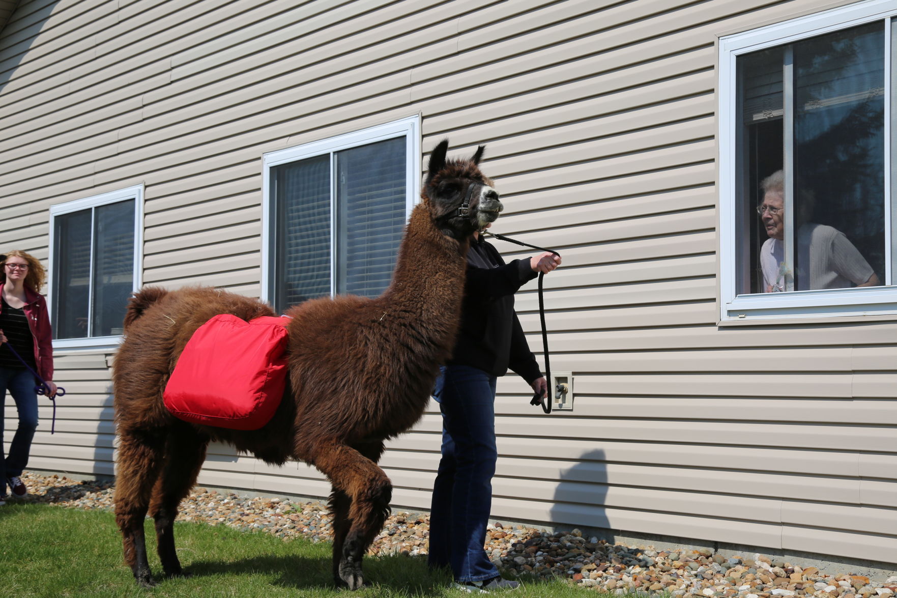 Llamas and friends